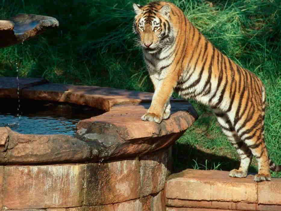 Tigre parado sobre fuente del Maharaja Jungle trek