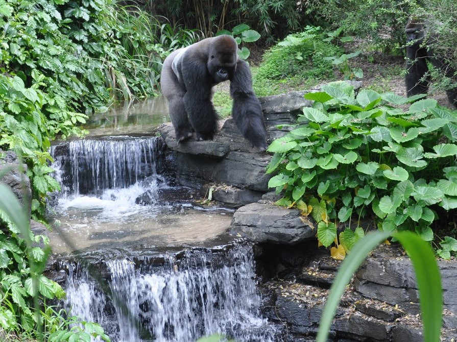 Gorilla pecho blanco en la cascada, ANimal kingdom