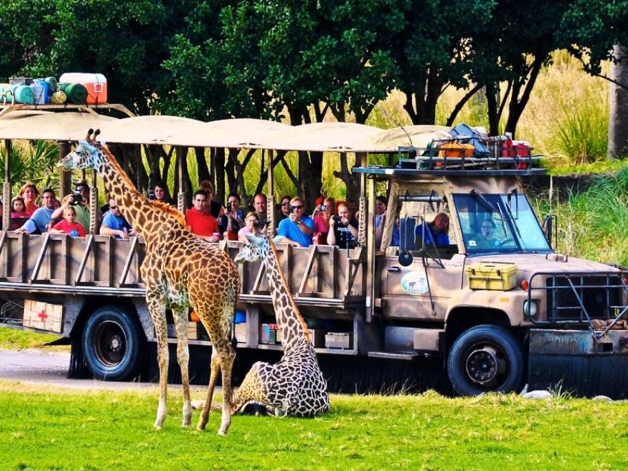 Camión con gente viendo jirafas animal kingdom