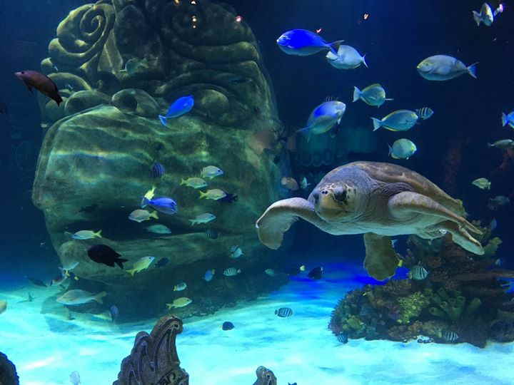 peces y tortuga marina en el sealife aquarium