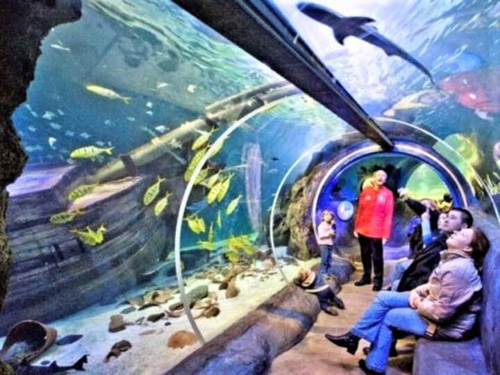 tunel de cristal del sealife aquarium