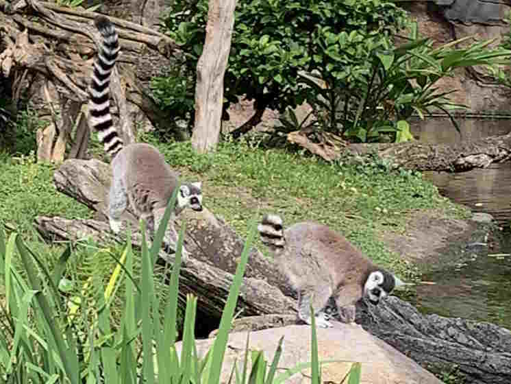 Lemures en el habitat de disvocery trail en animla kingdom