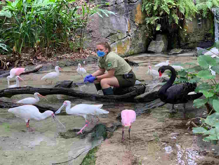 cudadora juntoa aves exoticas en animal kingdom